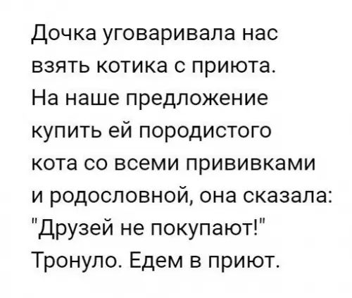 Дочка уговаривала нас взять котика с приюта На наше предложение купить ей породистого кота со всеми прививками и родословной она сказала Друзей не покупают Тронуло Едем в приют