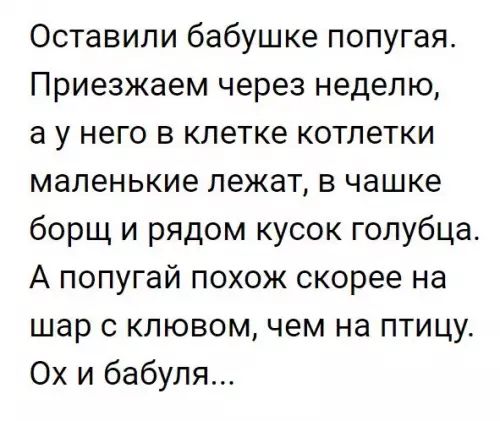 Оставили бабушке попугая Приезжаем через неделю аунего в клетке котлетки маленькие лежат в чашке борщ и рядом кусок голубца А попугай похож скорее на шар с клювом чем на птицу Ох и бабуля