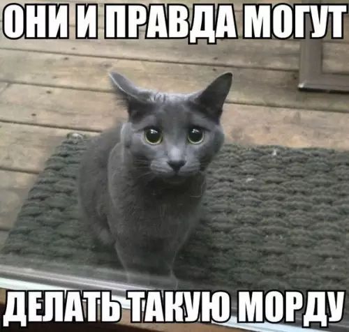 _ ДЕЛАТЬУТАКУЮ МОРДУ