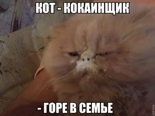 КОТ КОКЛИНЩИК ГОРЕ В СЕМЬЕ