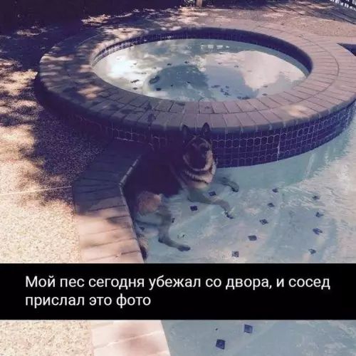 Мой пес сегодня убежал со двора и сосед прислал это фото