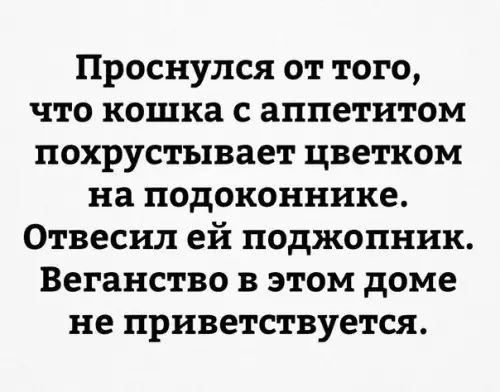 Проснулся от того что кошка с аппетитом похрустывает цветком на подоконнике Отвесил ей поджопник Веганство в этом доме не приветствуется