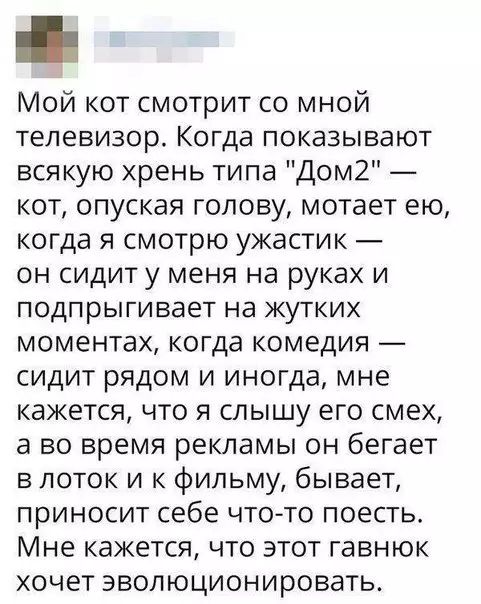 я Мой кот смотрит со мной телевизор Когда показывают всякую хрень типа Дом2 кот опуская голову мотает ею когда я смотрю ужастик он сидит у меня на руках и подпрыгивает на жутких моментах когда комедия сидит рядом и иногда мне кажется что я слышу его смех а во время рекламы он бегает в лоток и к фильму бывает приносит себе что то поесть Мне кажется 