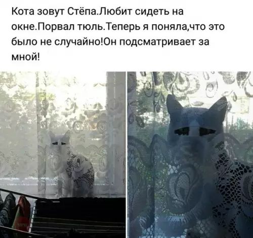 Кота зовут СтёпаЛюбит сидеть на окнеПорвал тюльТеперь я понялачто это было не случайноОн подсматривает за мной