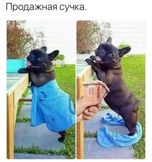 Продажная сучка