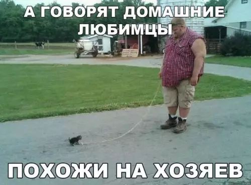 ПОХОЖИ НА ХОЗЯЕВ