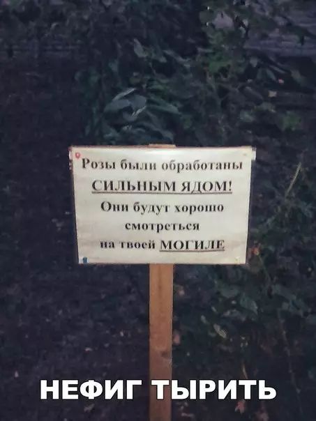 В Розы были обработаны сильным ядом Они будут хорошо смотре 1ТОГИЛЕ НЕФИГ ТЫРИТЬ