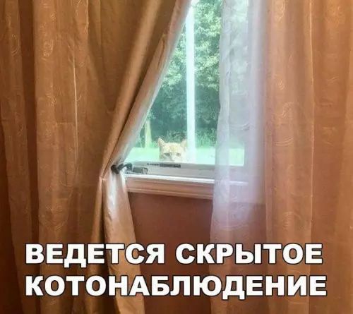 ВЕДЕСЯ СКРЫТОЕ КОТОНАБЛЮДЕНИЕ