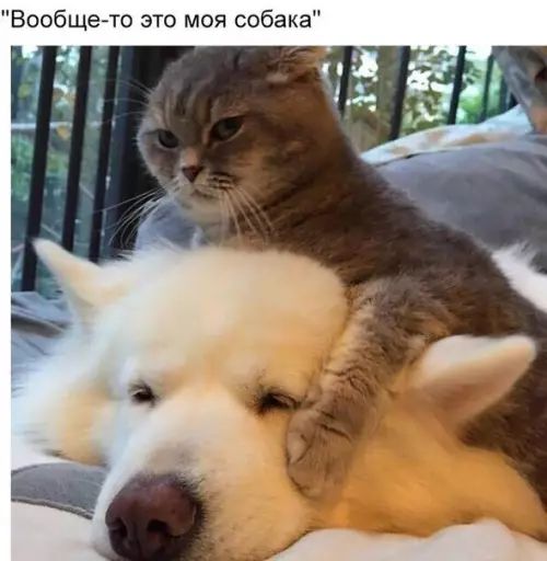 Вообще то это моя собака