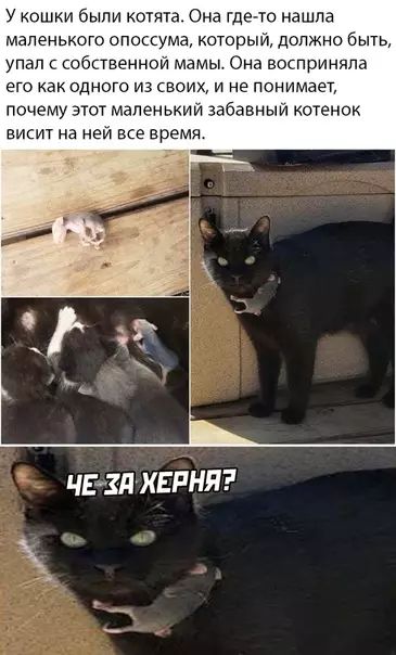 У кошки были котята Она где то нашла маленького опоссума который должно быть упал с собственной мамы Она восприняла его как одного из своих и не понимает почему этот маленький забавный котенок висит на ней все время