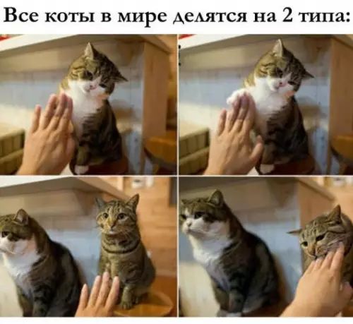 Все коты в мире делятся на 2 типа