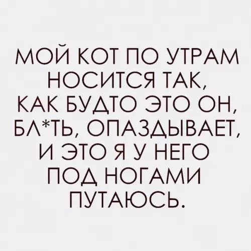 МОЙ КОТ ПО УТРАМ НОСИТСЯ ТАК КАК БУДТО ЭТО ОН БЛТЬ ОПАЗДЫВАЕТ И ЭТО Я У НЕГО ПОД НОГАМИ ПУТАЮСЬ