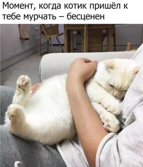 Момент когда котик пришёл к тебе мурчать бесценен