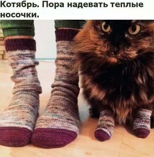 Котябрь Пора надевать теплые носочки