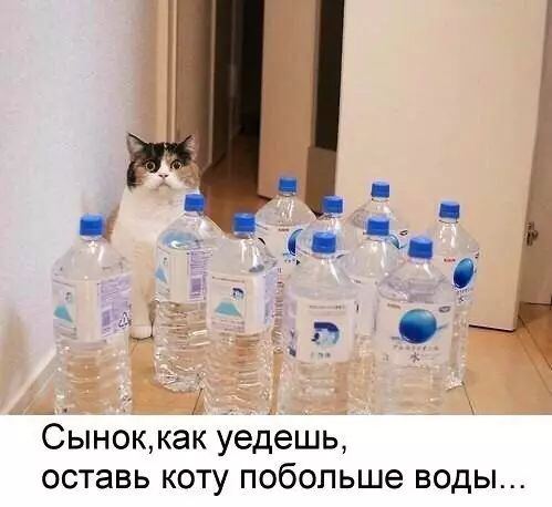 ы ва е З Сыноккак уедешь оставь коту побольше воды