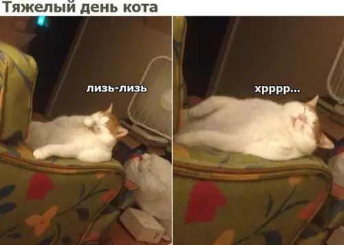 Тяжелый день кота лизь лизь хРРРР