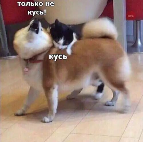 тольконе