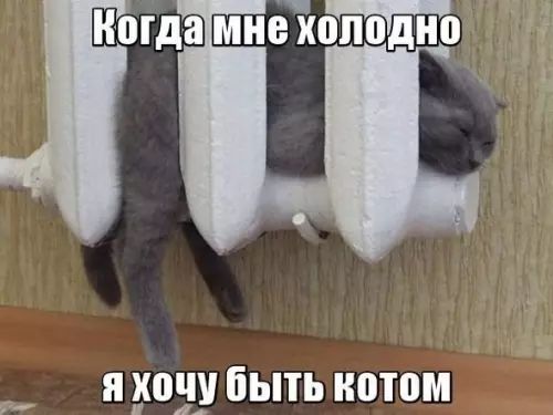 Когдамне холодно я хочу быть котом