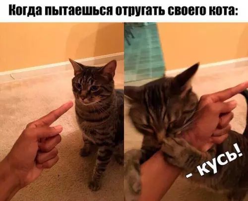 Когда пытаешься отругать своего кота т