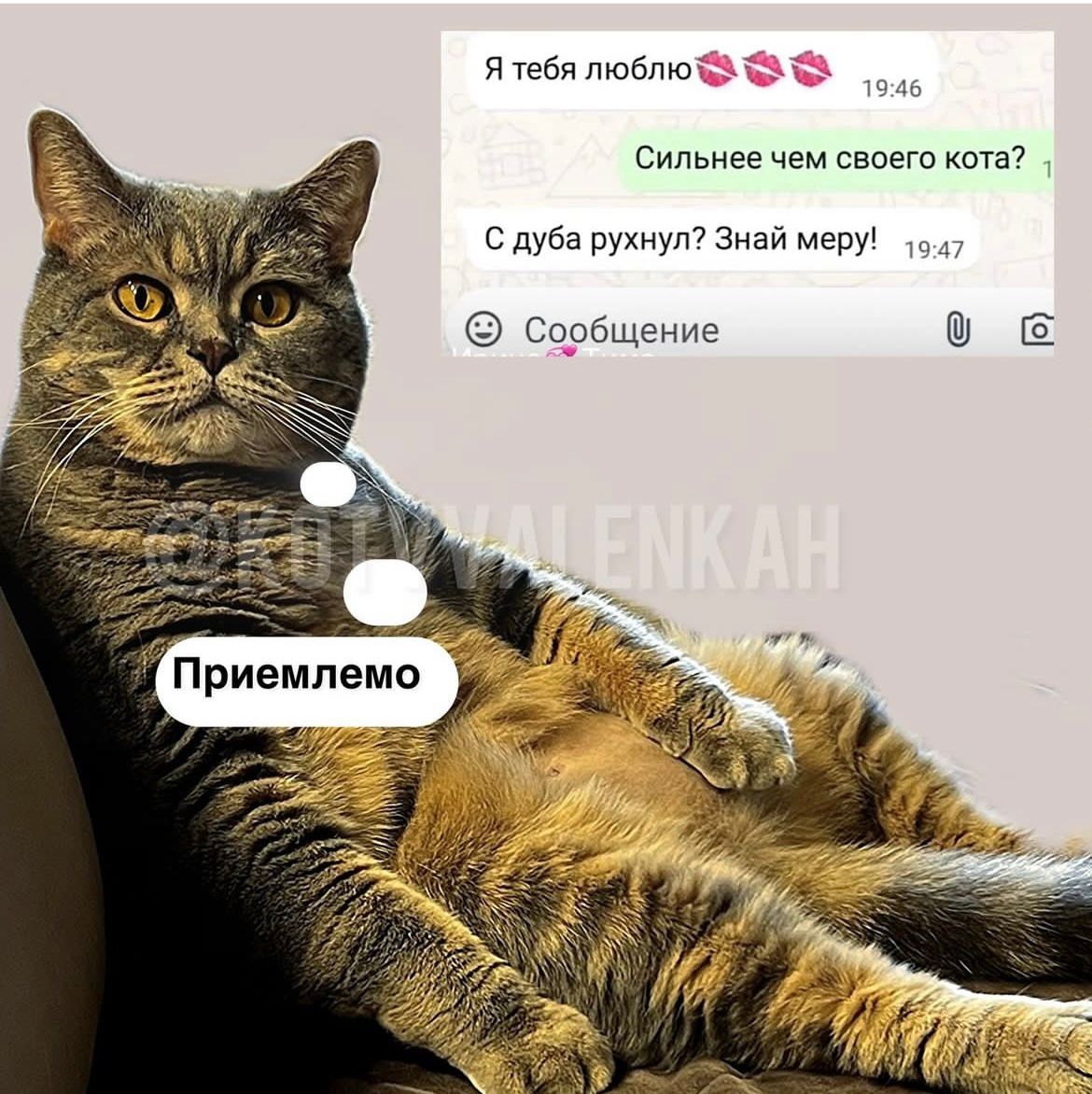 я тебя люблю Сильнее чем своего кота С дуба рухнул Знай меру 9 Сообщение