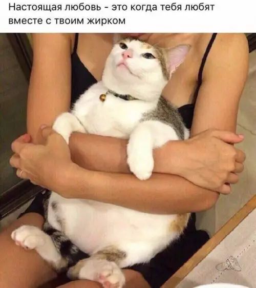Настоящая любовь это когда тебя любят вместе с твоим жирком