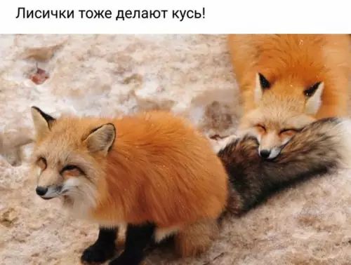 Лисички тоже делают кусь