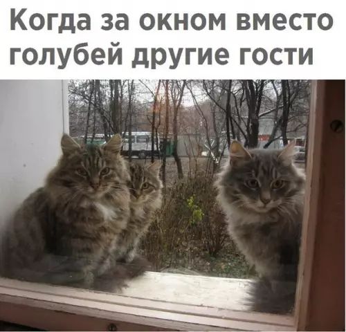 Когда за окном вместо оТей у