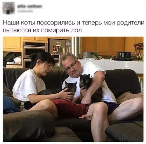 З_ Наши коты поссорились и теперь мои родители пытаются их помирить ло