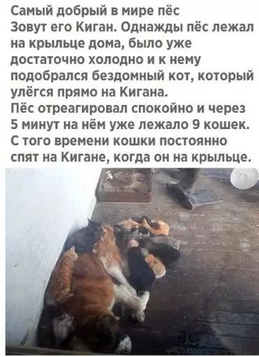 Самый добрый в мире пёс Зовут его Киган Однажды пёс лежал на крыльце дома было уже достаточно холодно и к нему подобрался бездомный кот который улёгся прямо на Кигана Пёс отреагировал спокойно и через 5 минут на нём уже лежало 9 кошек С того времени кошки постоянно спят на Кигане когда он на крыльце