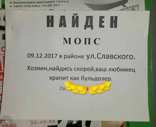 ЗЕНОуЩИЧИНОС че О НАИДЕН моПсС 09122017 в районе улСлавского Хозяиннайдись скорейваш любимец храпит как бульдозер с