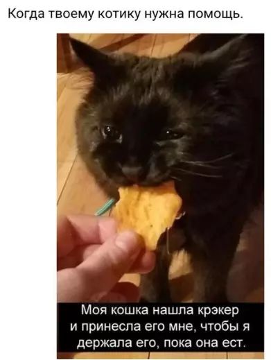 огда твоему котику нужна помощь Моя кошка нашла крэкер и принесла его мне чтобы я держала его пока она ест