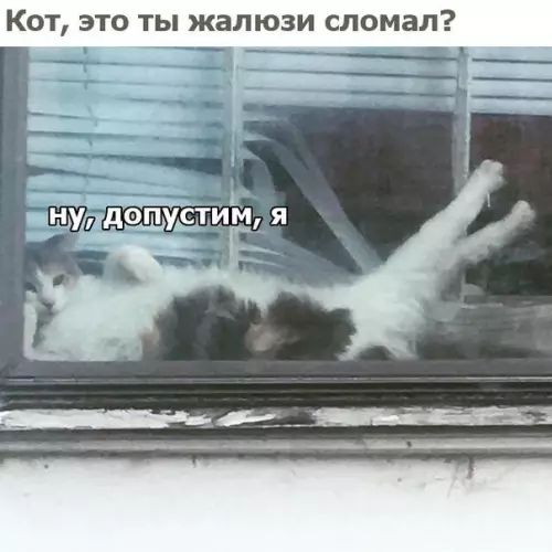 Кот это ты жалюзи сломал