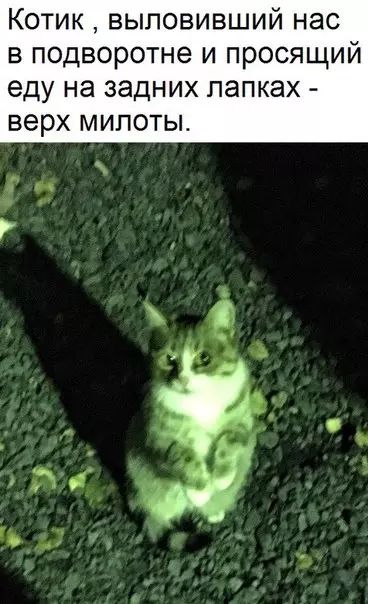 Котик выловивший нас в подворотне и просящий еду на задних лапках верх милоты