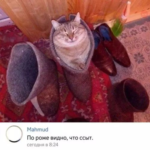 По роже видно что ссыт