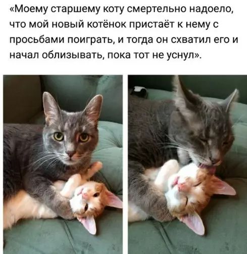 Моему старшему коту смертельно надоело что мой новый котёнок пристаёт к нему с просьбами поиграть и тогда он схватил его и начал облизывать пока тот не уснул