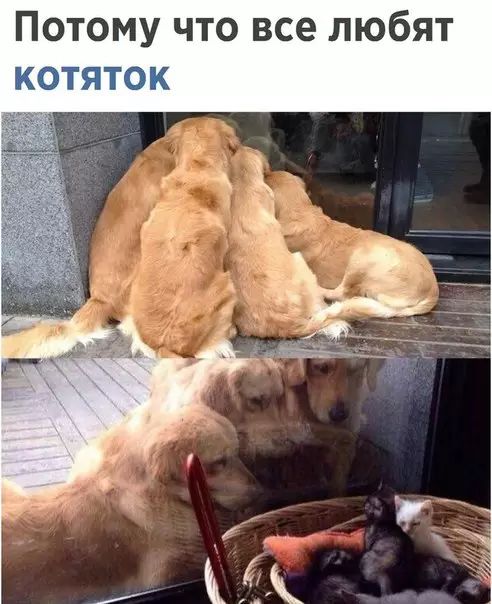 Потому что все любят КОТЯТОК