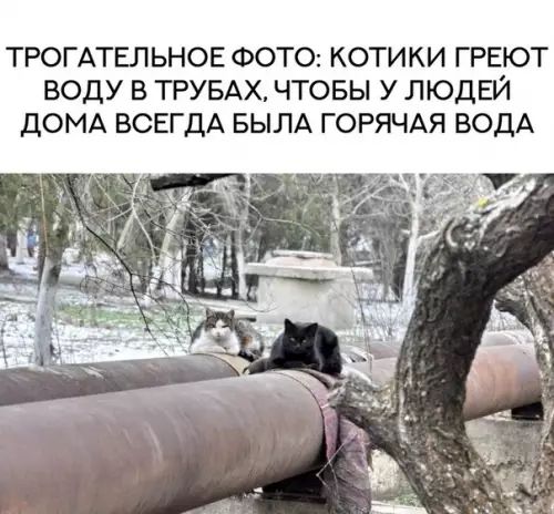 ТРОГАТЕЛЬНОЕ ФОТО КОТИКИ ГРЕЮТ ВОДУ В ТРУБАХ ЧТОБЫ У ЛЮДЕЙ ДОМА ВСЕГДА БЫЛА ГОРЯЧАЯ ВОДА