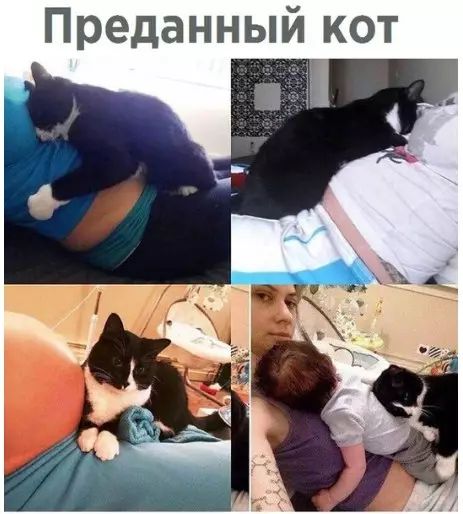 Преданный кот