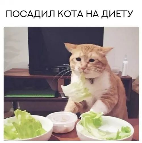 ПОСАДИЛ КОТА НА ДИЕТУ