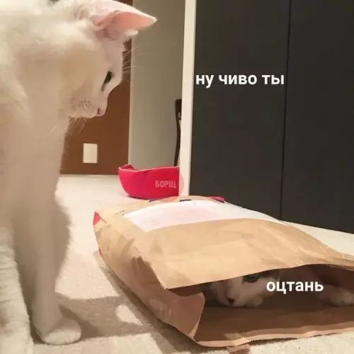 ну чиво ты дбоцтань