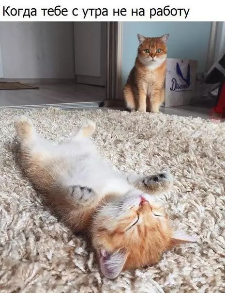 Когда тебе с утра не на работу