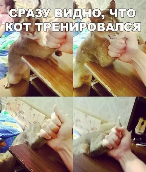 ПСРАЗУДВИДНО Ч КОТ ТРЕНИБОВ Щ