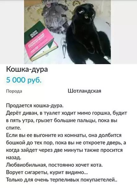 Кошка дура 5 000 руб Порода Шотландская Продается кошка дура Дерёт диван в туалет ходит мимо горшка будит в пять утра грызет большие пальцы пока вы спите Если вы ее выгоните из комнаты она долбится бошкой до тех пор пока вы не откроете дверь а когда зайдет через две минуты также просится назад Любвиобильная постоянно хочет кота Ворует сигареты кури