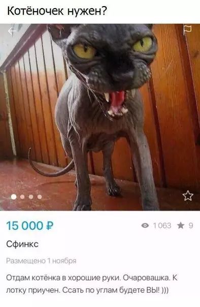 Котёночек нужен Ф ее 3 15 000 Р Отдам кс к рошие и Очароваш лотку приучен Ссать по углам будете ВЫ