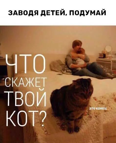 СКАЖЕТ ТВОЙ КОУ