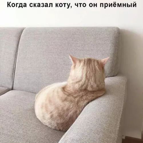 Когда сказал коту что он приёмный