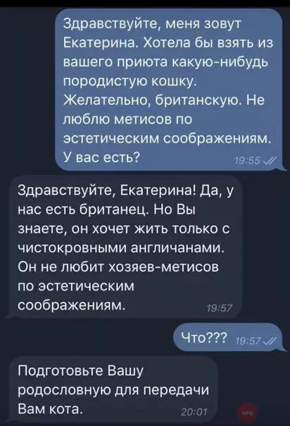 Здравствуйте меня зовут Екатерина Хотела бы взять из вашего приюта какую нибудь породистую кошку Желательно британскую Не люблю метисов по эстетическим соображениям У вас есть 1955 Здравствуйте Екатерина Да у нас есть британец Но Вы знаете он хочет жить только с чистокровными англичанами Он не любит хозяев метисов по эстетическим соображениям Что 1