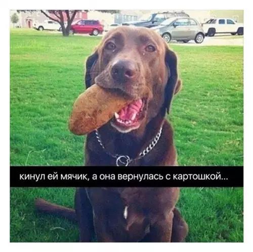 кинул ей мячик а она вернулась с картошкой