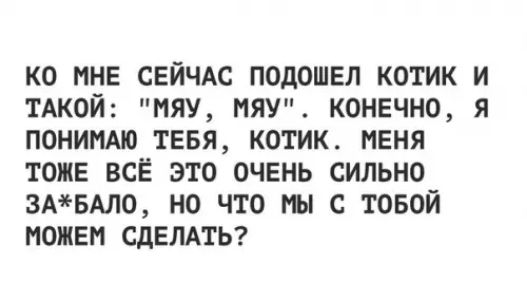 КО МНЕ СЕЙЧАС ПОДОШЕЛ КОТИК И ТАКОЙ МЯУ МЯУ КОНЕЧНО Я ПОНИМАЮ ТЕБЯ КОТИК МЕНЯ ТОЖЕ ВСЁ ЭТО ОЧЕНЬ СИЛЬНО ЗАБАЛО НО ЧТО МЫ С ТОБОЙ МОЖЕМ СДЕЛАТЬ