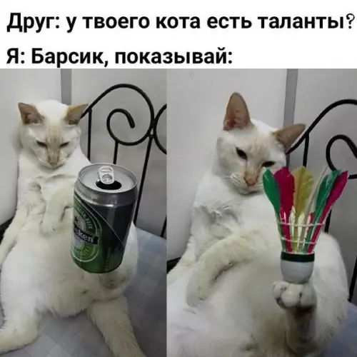 Друг у твоего кота есть таланты Я Барсик показывай